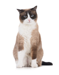 Snowshoe cat with cranky unapproving face looking to the camera isolated on white background