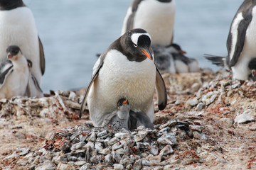 Gentoo penguin with chicks in nest