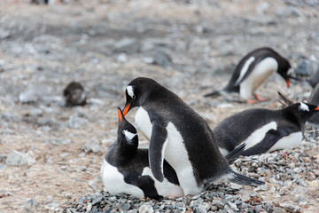Two gentoo penguins have sex