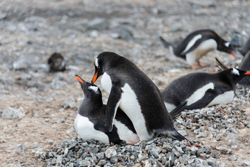 Naklejka premium Two gentoo penguins have sex