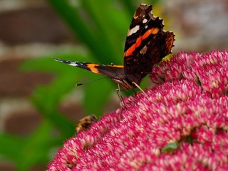 Sedum Flower and Butterfly 