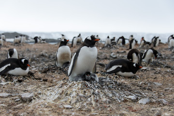 Gentoo penguin with chicks in nest