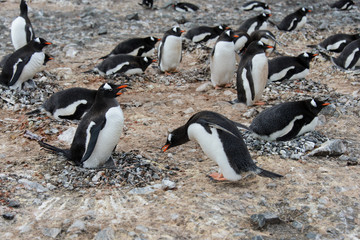 Gentoo penguin put stone in nest
