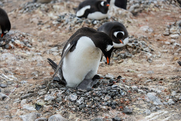 Fototapeta premium Gentoo penguin with chicks in nest