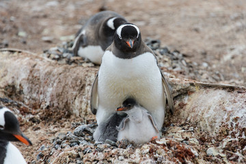 Gentoo penguin with chicks in nest