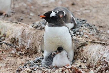 Muurstickers Gentoo penguin with chicks in nest © Alexey Seafarer