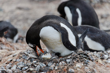 Gentoo penguin with newborn chick in nest