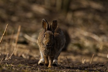 Wildkaninchen läuft über den Boden 