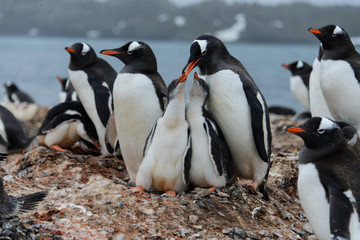 Fototapeta premium Gentoo penguin feeds chick