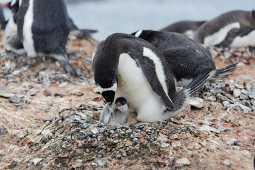 Fototapeta premium Gentoo penguin with chicks in nest
