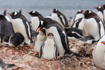 Fototapeta premium Gentoo penguin with chicks in nest