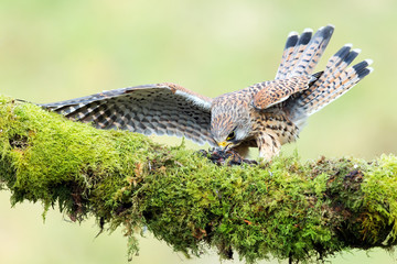 Kestrel feeding on prey