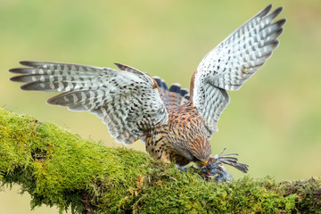 Kestrel feeding on prey