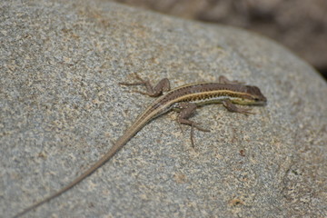 wild lizard North Cyprus