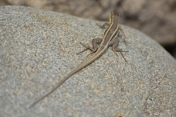 wild lizard North Cyprus