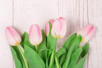 Tulips on the white wooden background