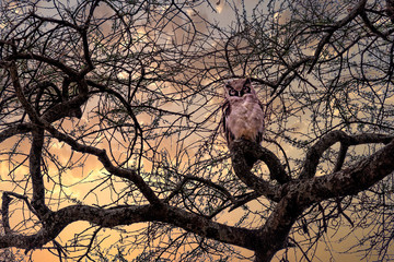 Night OWL at Serengeti national Park,Tanzania