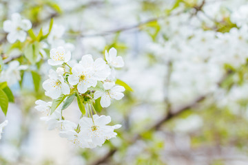 white cherry flowers among green foliage