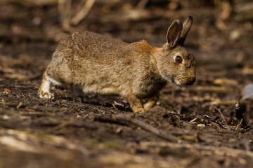 Wildkaninchen (Oryctolagus cuniculus)
