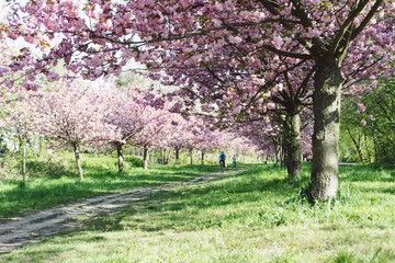 japanese cherry blossoms in full bloom