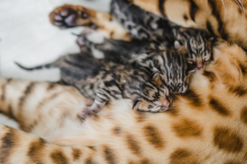 cattery of bengal cat this his kitten