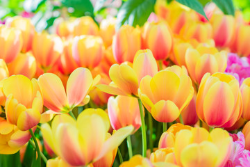 blooming field of red and yellow tulips, floral background