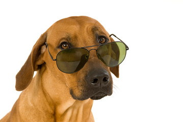 Rhodesian Ridgeback mit Sonnebrille isoliert auf weißem Hintergrund