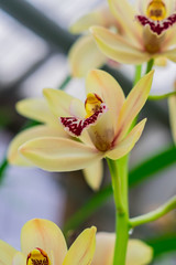Fototapeta na wymiar branck of yellow exotic orchid flower closeup