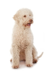 Sitzender Lagotto sieht zur Seite