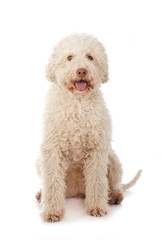 Sitzender Lagotto Romagnolo isoliert auf weißem Hintergrund