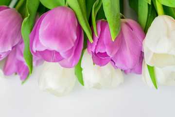 purple and white tulips on white backgrouns with copy space