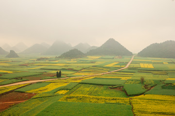 Wide view on famous Chinese rapeseed fields in the foggy morning