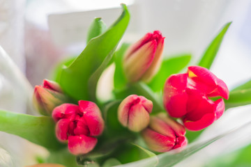 bouquet of red tulips, top view, selective focus