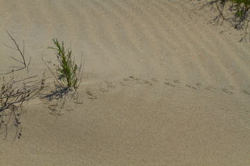 Traces on the sand