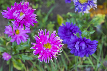 Obraz premium Blossoming summer flowers, nature background