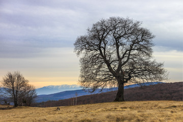 A lonely tree against the background of the mountains