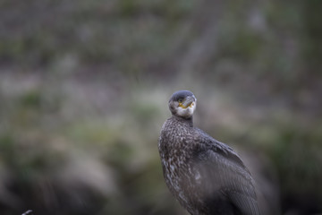 cormorant, phalacrocorax, standing perched on a rock on river lossie near a waterfall in elgin moray scotland.