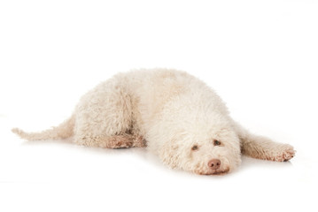 Liegender Lagotto Romagnolo isoliert auf weißem Hintergrund