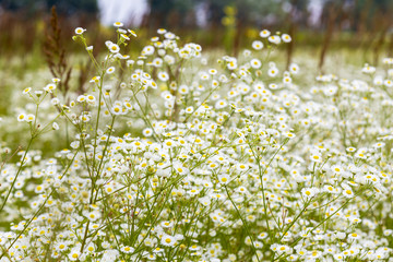 White meadow flowers. Chamomile closeup