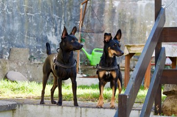 Hund, Hunde, Pet, Pets, Animal, Pinscher, Jagdhund, 