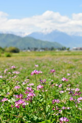 Obraz premium 大町市 常盤のれんげ草