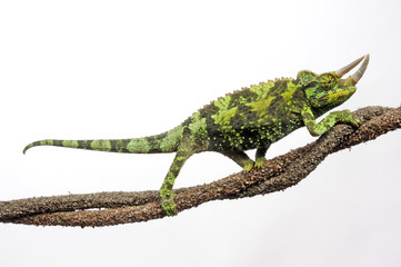 Dreihornchamäleon (Trioceros jacksonii) - Jackson's chameleon © bennytrapp