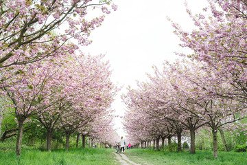 Fototapeta premium japanese cherry blossoms in full bloom