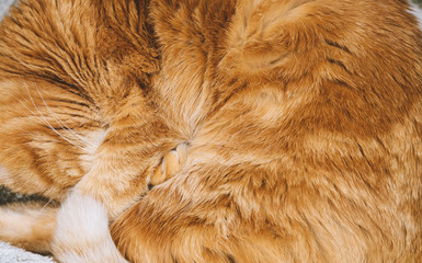 Lovely red cat. Selective focus.