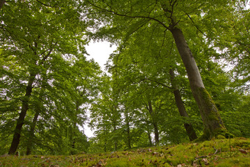 Fototapeta na wymiar Green nature trees in the forrest moss dosh in the foreground spring - german woods