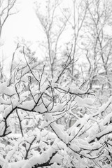Branches of bushes in snow in the winter