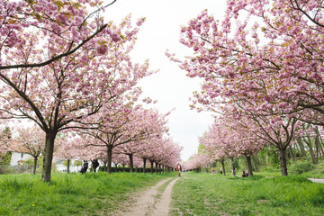 Obraz premium japanese cherry blossoms in full bloom