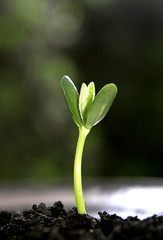 Germina&ccedil;&atilde;o de Soja