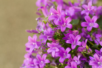 Obraz premium campanula medium in bloom in vibrant color in springtime