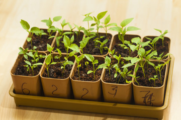pepper seedling